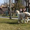 5-Meter Reflective Training Leash, Thick For Dogs