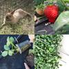 Landscape Staples Outdoor Ground Cover Pin Weed Barrier Fabric Cloth Fixing Nails for Gardening Greenhouse Planting Anchor Multiple Combination Choose