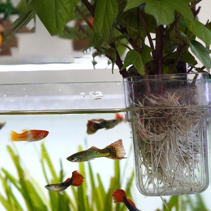 Hydroponischer Pflanzbecher Haushalt Wassergras Pflanzbecher Wandmontiert Hoch Transparent Fischbecken Landschaftsdekoration