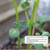 100pcs Adjustable Plant Cable Ties Reusable Cable Ties for Garden Tree Climbing Support Plant Vine Tomato Stem Clip