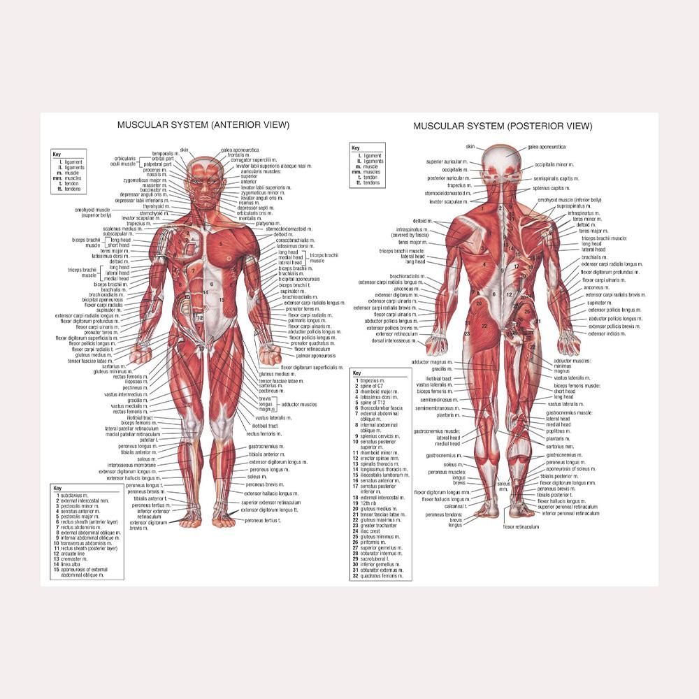 Anatomical Muscular System Poster Human Body Anatomy Chart Medical Educational Canvas for School Decor