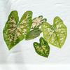 Colorful Caladium Powder Splash Dried Flowers & Leaves for DIY Crafts, Teaching, and Epoxy Photo Frames