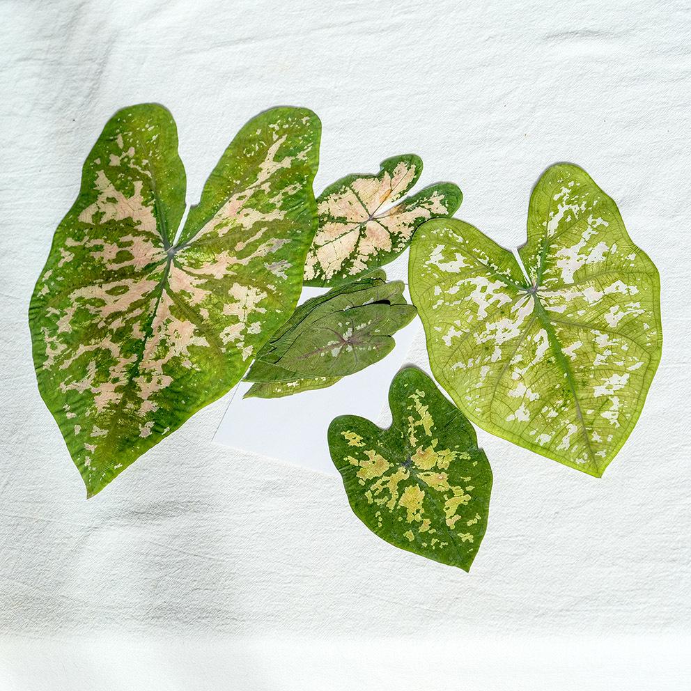Colorful Caladium Powder Splash Dried Flowers & Leaves for DIY Crafts, Teaching, and Epoxy Photo Frames