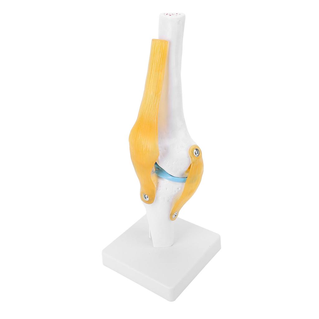 Modelo de Rodilla PVC Tamaño Real Anatomía de la Rodilla Modelo Educativo para Educación Científica Demostraciones en el Aula