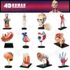 4D Human Anatomy Model: Brain, Heart, Eye, Ear, Pelvis, Knee, Muscle