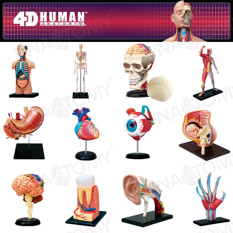 4D Human Anatomy Model: Brain, Heart, Eye, Ear, Pelvis, Knee, Muscle