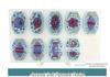 Plant & Animal Cell Models for Middle School Biology: Mitosis & Meiosis Teaching Aids
