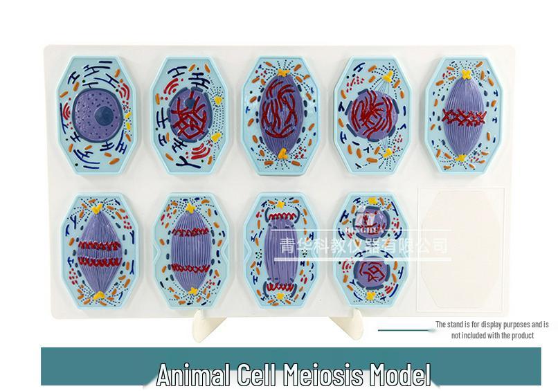 Plant & Animal Cell Models for Middle School Biology: Mitosis & Meiosis Teaching Aids