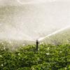 30pcs Brass Misting Nozzles 0.3Mm Orifice Lead-Free Anti-Leak For Outdoor Cooling System Greenhouse Mist Irrigation Low