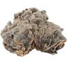 Organiczna herbata ziołowa z grzyba Turkey Tail Naturalne wsparcie energii 500g