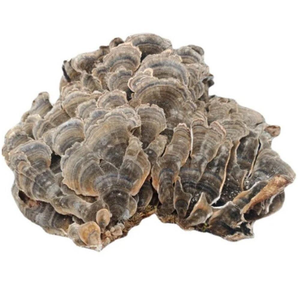 Organiczna herbata ziołowa z grzyba Turkey Tail Naturalne wsparcie energii 500g