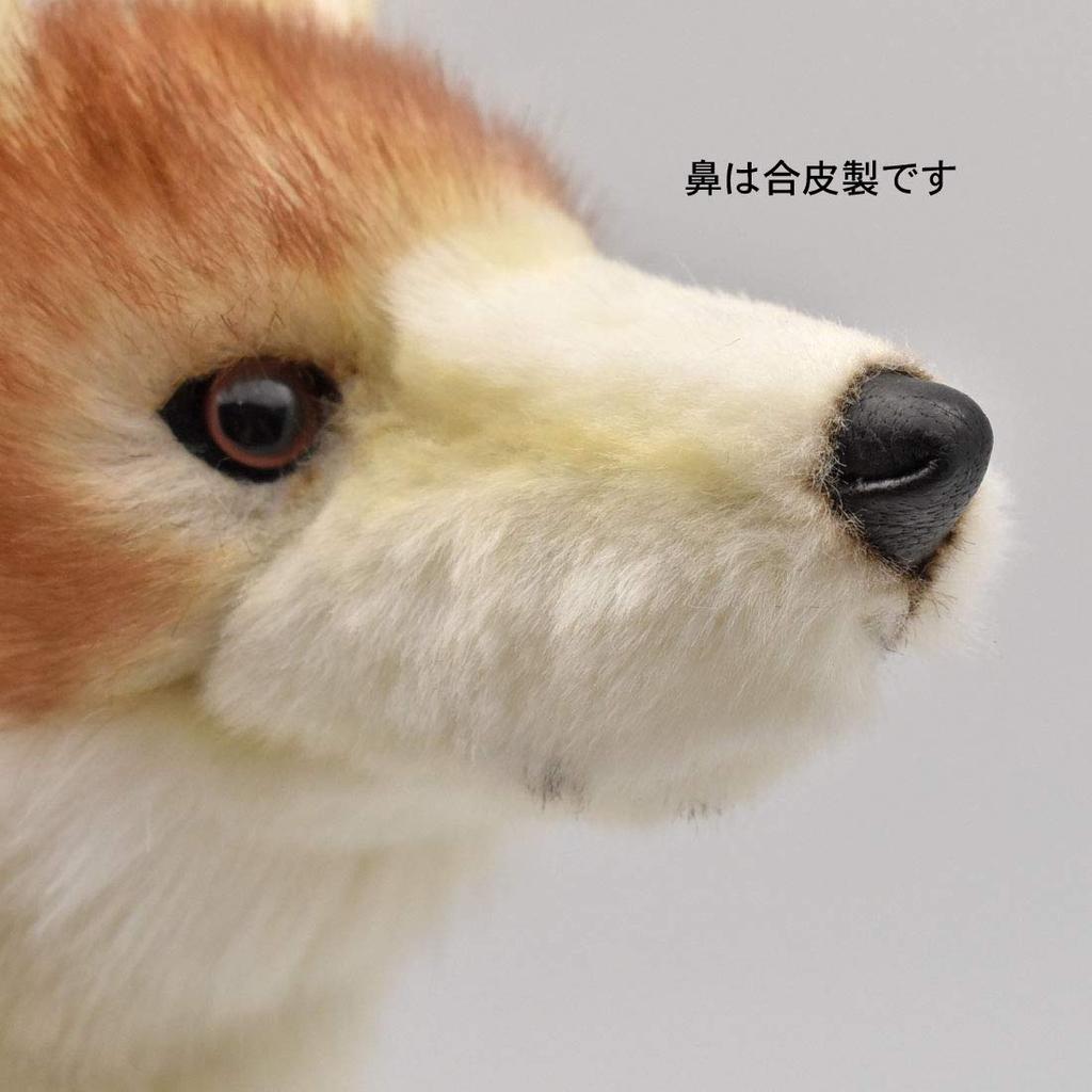 BH5207 HANSA Coyote 35