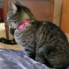 Nylon Cat Collar with Bow Tie and Bell Stylish Pet Supplies Jewelry for Your Furry Friend Adjustable Cat Accessories