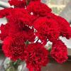 Carnation Fresh Cut Flowers for Teacher's Day, Women's Day, Family Arrangements, and Goddess Day Gifts.