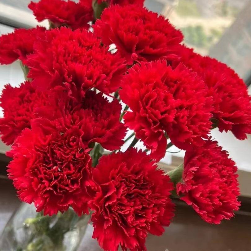 Carnation Fresh Cut Flowers for Teacher's Day, Women's Day, Family Arrangements, and Goddess Day Gifts.