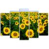 Five Piece Picture Canvas Print Sunflowers Meadow