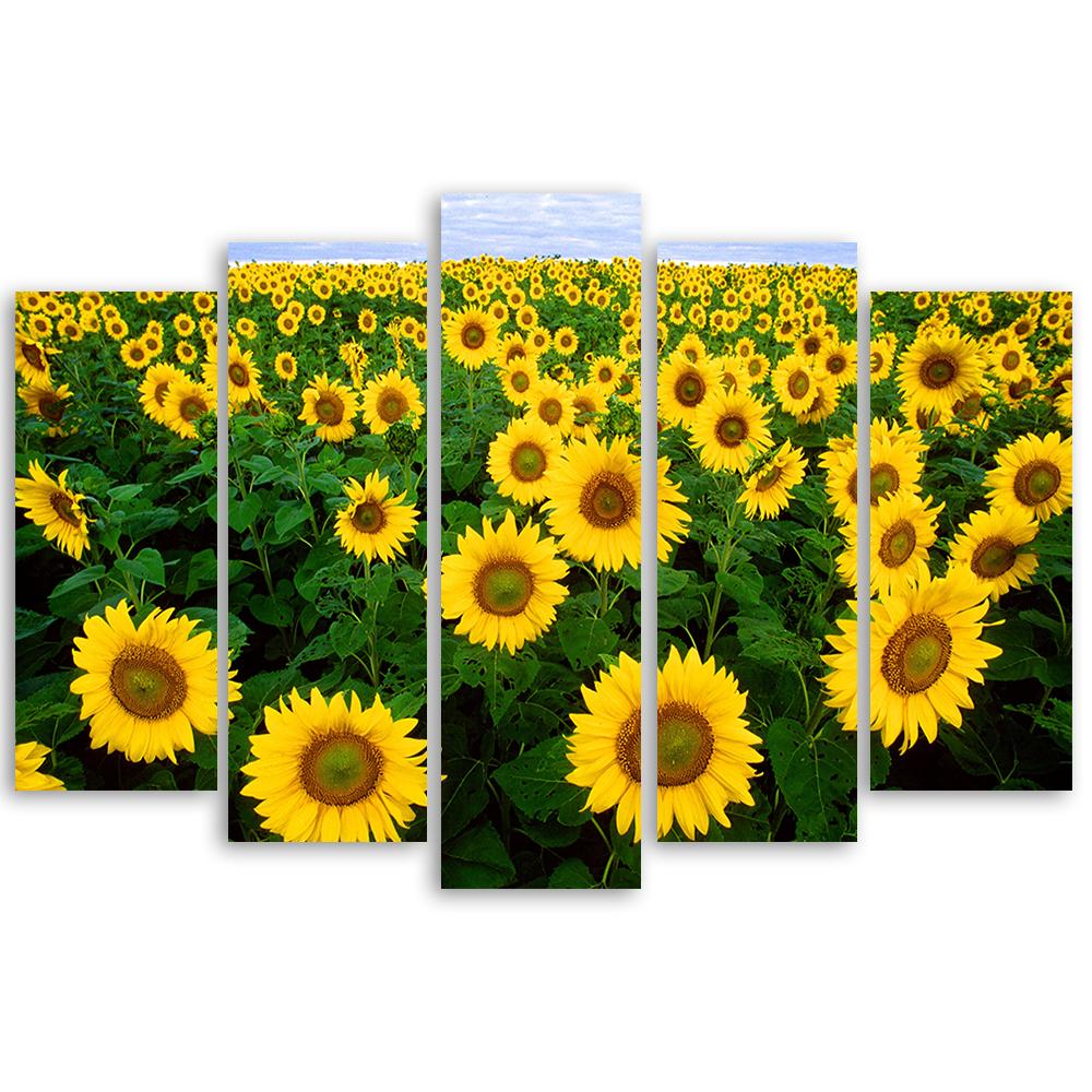 Five Piece Picture Canvas Print Sunflowers Meadow