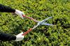 ARS Corporation Replaceable Blade Lightweight Hedge Shears (Main Unit) KR-1000