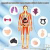 3D Human Skeleton Model Kit for Children's Educational Anatomy and Medical Teaching