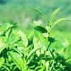 Anhua Fu Brick Tea 1000g Golden Flower Dark Tea Healthy Loose Leaf Brick