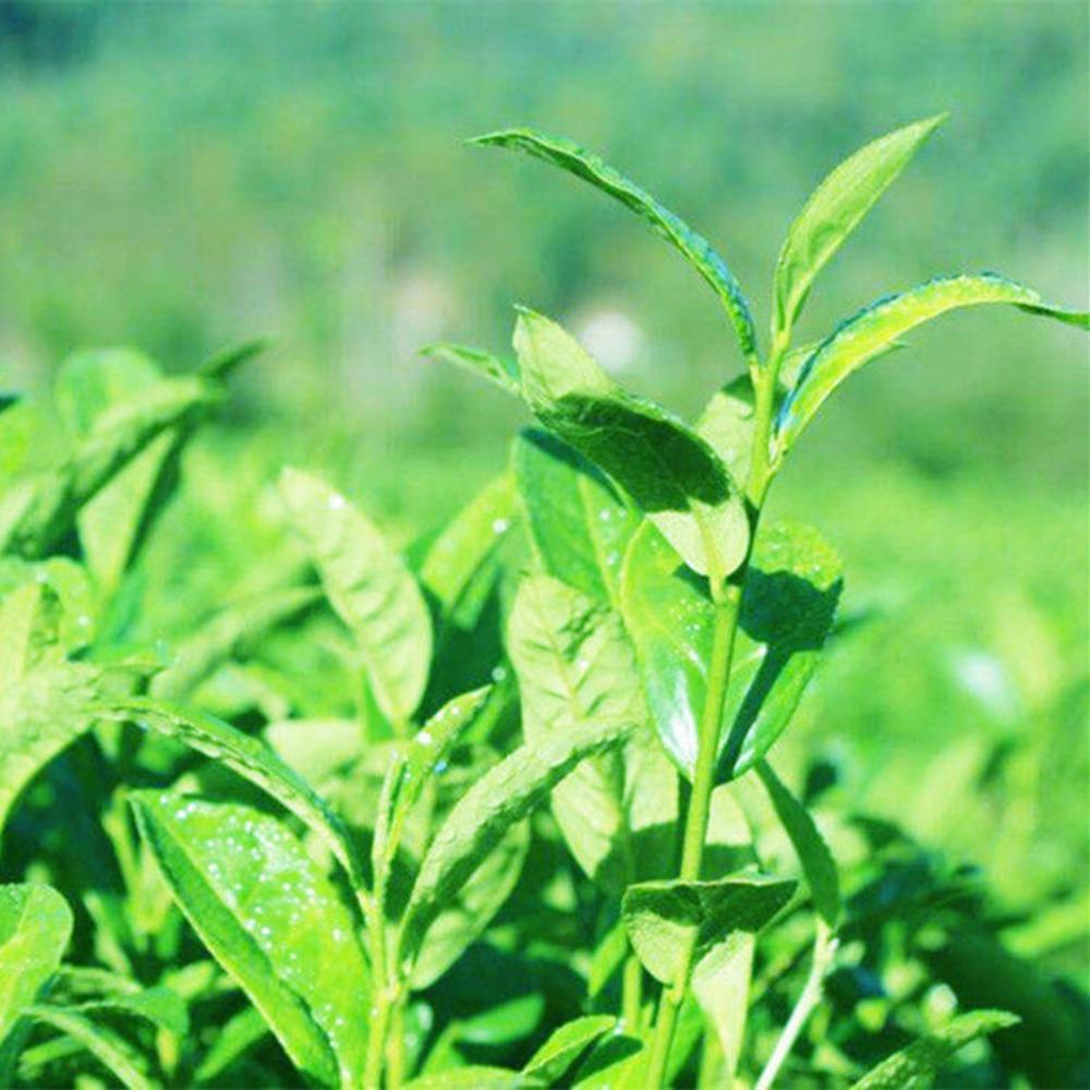Anhua Fu Brick Tea 1000g Golden Flower Dark Tea Healthy Loose Leaf Brick