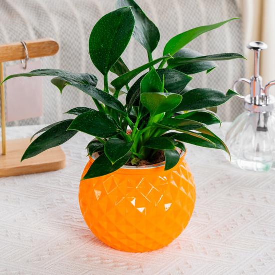 Self Watering Flowerpot with Transparent Bottle And Water Level View Self-Absorbing Cotton Rope Planter Double-Layer Flower Pot for Indoor Plants And