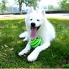 Happy Ball Dog Toy Ball Play Nose Work Pet Dog Large Dog, 1 Piece