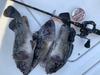 Berkley Super Fire Line Ultra 8 2.0/30lb 150m Crystal PE Line/Super Line/Sea Bass Line