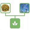 Chicory Cut Chicory Root 1 Kg Natural Shop