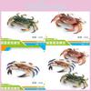 Detailed Crab Replica Toy For Kids Featuring Realistic Design And Bright Colors For Learning