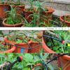 5M Drip Irrigation Set Micro Sprinklers Spray 4/7 Water Cooling Moisturizer Auto Watering System Kit DIY Garden Tools