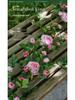 Rose Flower Vine Greenery for Air Conditioner Pipe Decoration and Wall Covering