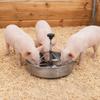 Multiple Feeding Positions Livestock Feeding Trough Durable Farm Animal Trough  Livestock Feeding