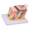 R6FF 35/50/70/85X Modello di Pelle Ingrandito Modello Anatomico della Pelle Modello Didattico Medico