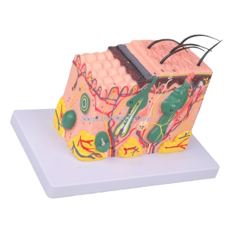 R6FF 35/50/70/85X Modello di Pelle Ingrandito Modello Anatomico della Pelle Modello Didattico Medico
