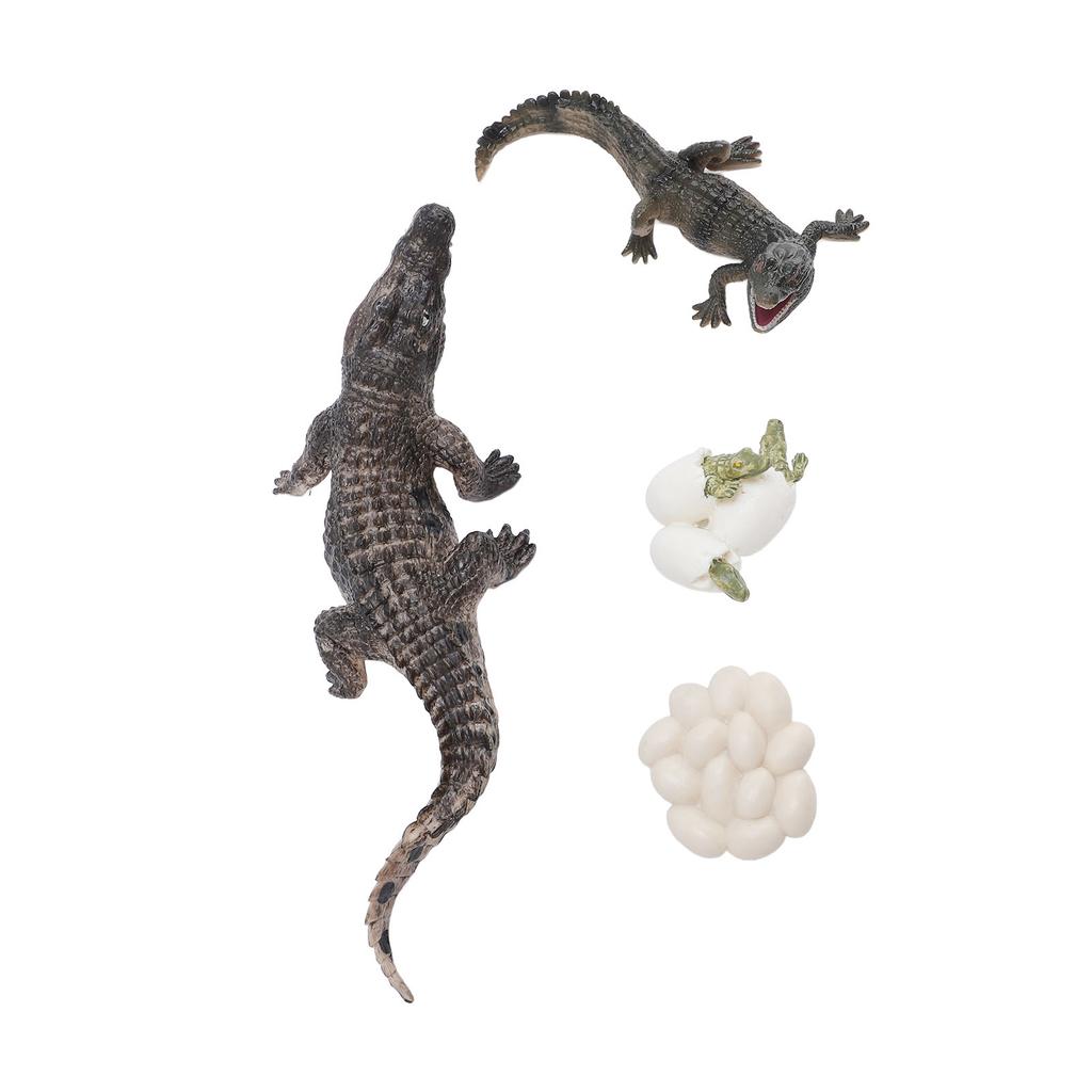 Animal Growth Life Cycle Model Set Early Education PVC Cognition Reptile Animal Figures for Children
