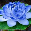 Artificial Lotus Leaf & Lotus Flower Pond Decorations for Fish Tanks & Living Rooms