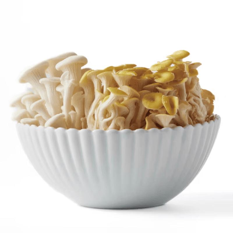 Mujagi Minimalist Ceramic Soup Bowl
