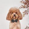 Adjustable Pet Collar with Bell and Bow Tie - Cute Cat & Dog Neck Accessory