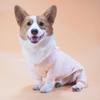 Small Size Pet Clothes One-piece Small Milk Dog Mini Dog Teacup Dog Dog Pajamas Cotton Set Dot Small Dog