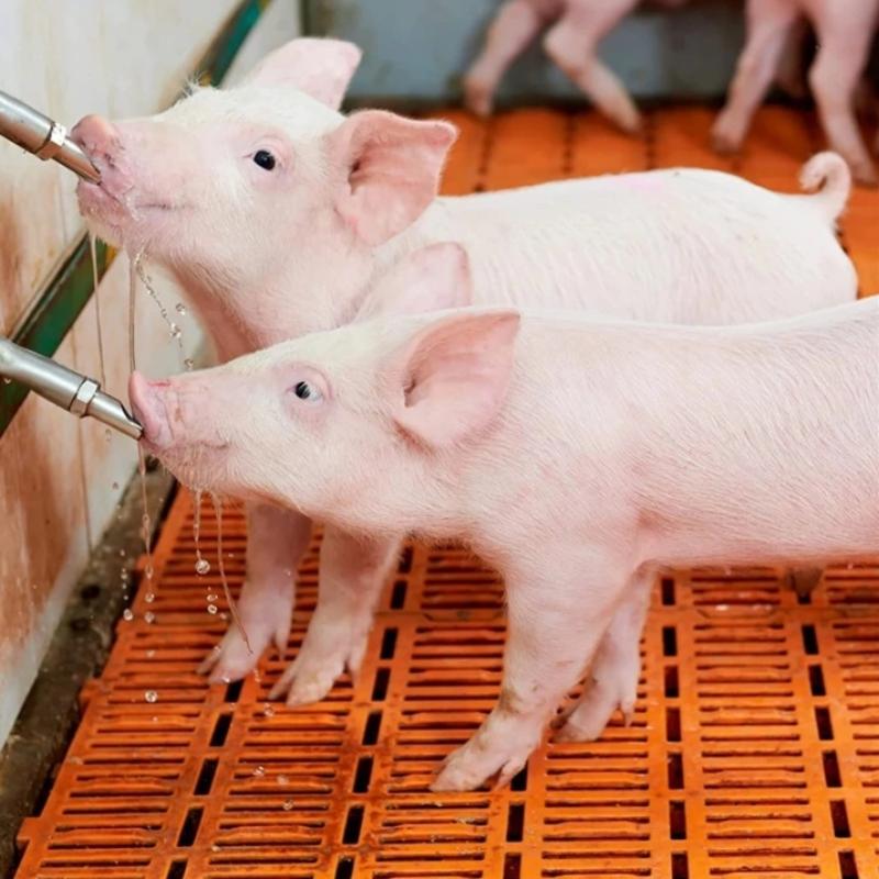 1 Set Schwein Automatische Tränke Edelstahl Wasserspender 1/2 Gewinde für Kleinbetriebe