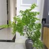 Zen Indoor Green Maple Leaf Branch Floral Arrangement