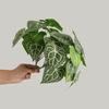 Artificial Green Plant Easy Care Realistic Not Wither Heart Shape Simulation Green