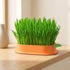 Hydroponic Cat Grass Growing Kit for Indoor Cats Soil Free Wheatgrass Planter with 5 Pack Seeds for Hairball Control