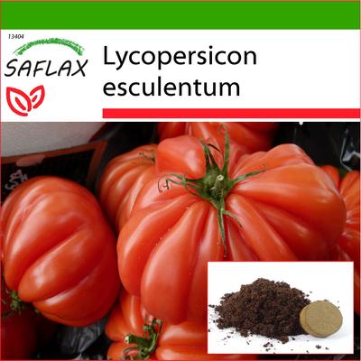 Pomidor - Costoluto Genovese - 10 nasion - Z podłożem do doniczek dla lepszej uprawy - Lycopersicon esculentum