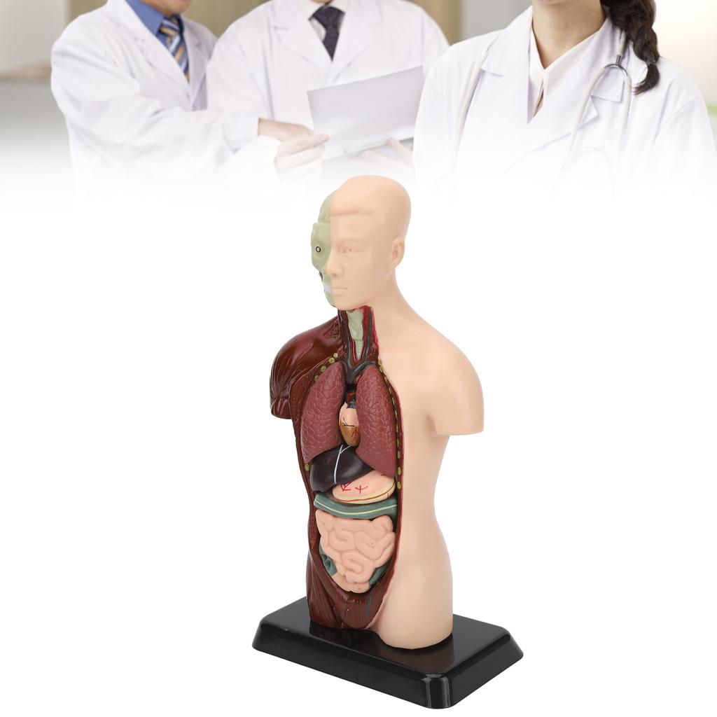 Human Body Model Detachable Simulation Unisex Human Torso Model for Teaching Study Students