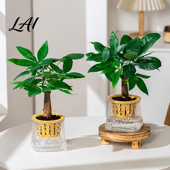Modern Home Office Decor Self Watering Planter for Indoor Plants Transparent Hydroponic Planter Decorative Plant Growing Container Flowerpot