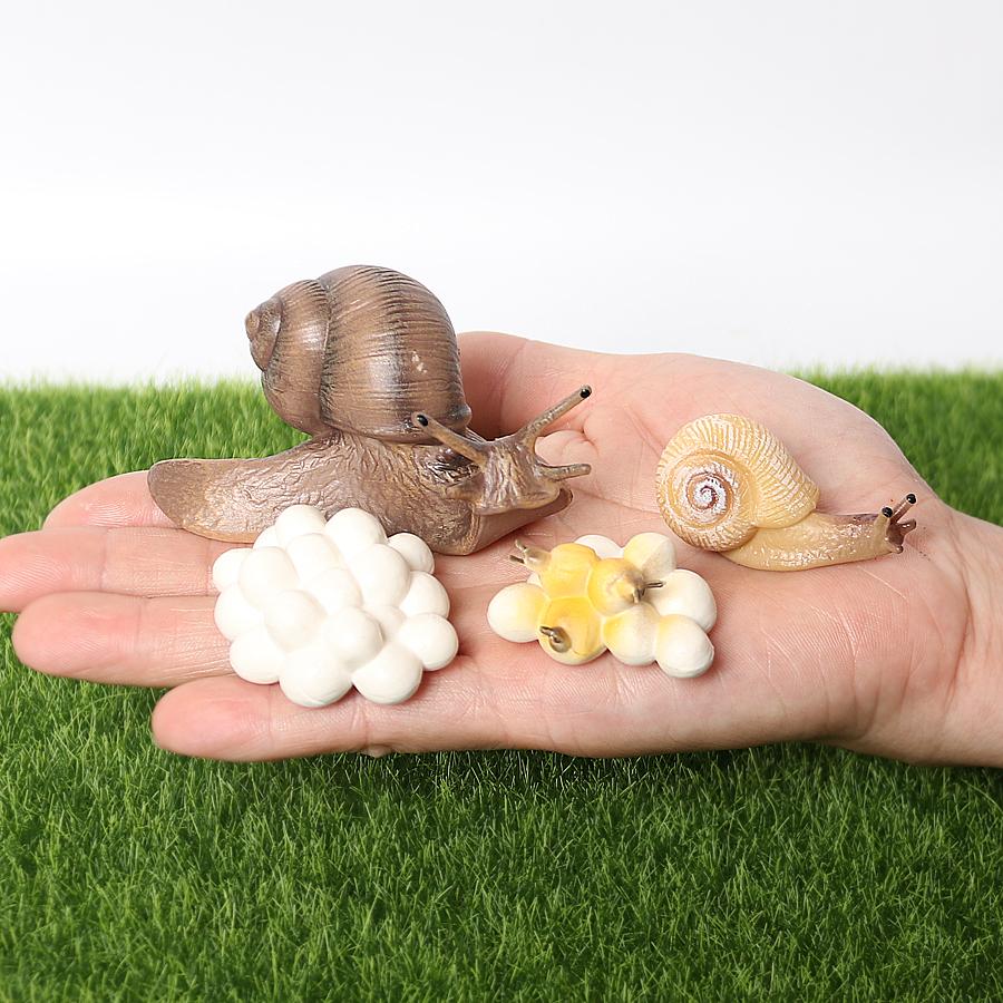 Realistic Life Cycle Of A Snail Model Figure Snail Figurine Party Favors Supplies Cake Toppers Desktop Decoration Collection Toy