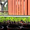 20PC Seed Starting Pot Flower Plant Container For Succulents Seedlings