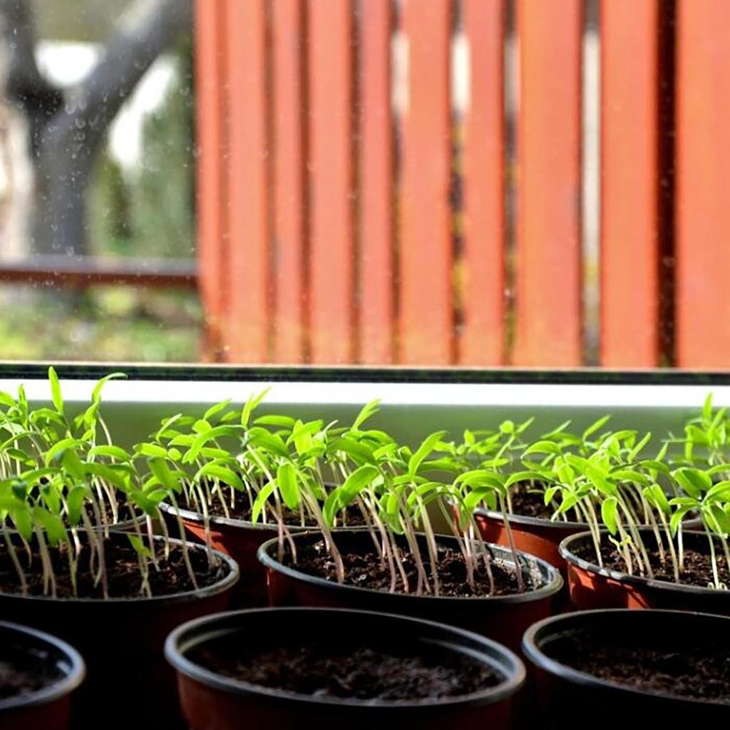 20PC Seed Starting Pot Flower Plant Container For Succulents Seedlings